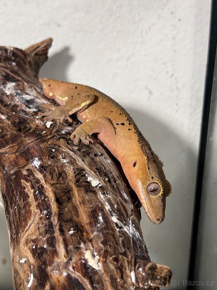 Pagekon řasnatý - 4