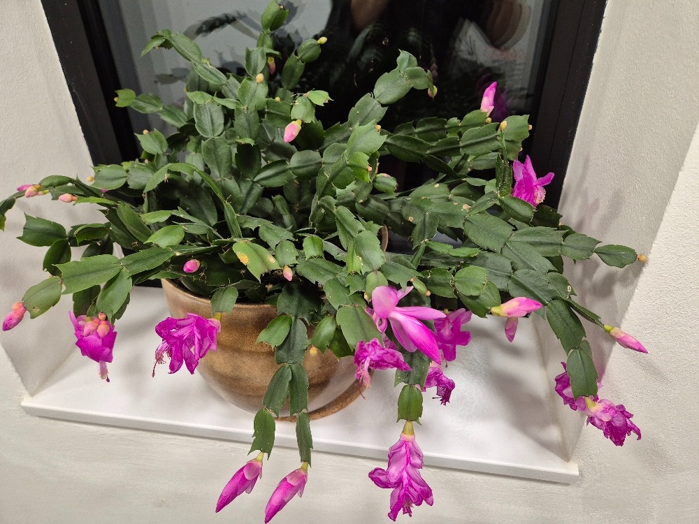 Vánoční kaktusy (2x) - 4