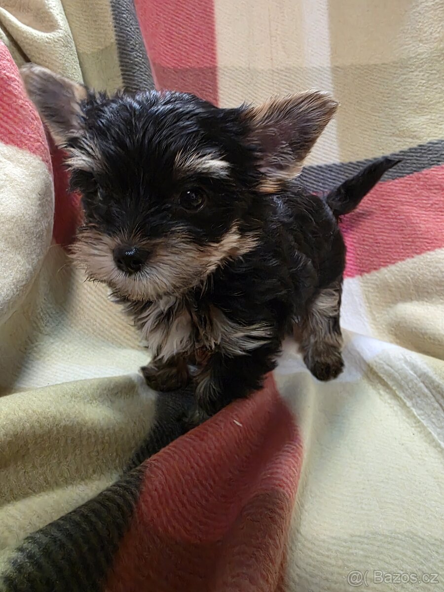 Jorkšířský teriér s PP - 4