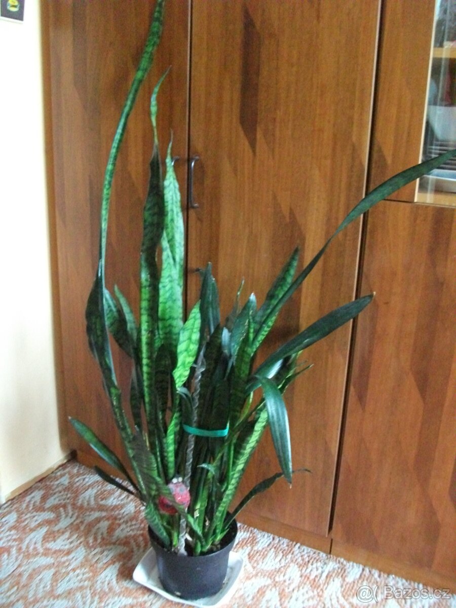 Větší květiny venkovní i pokojové - 4