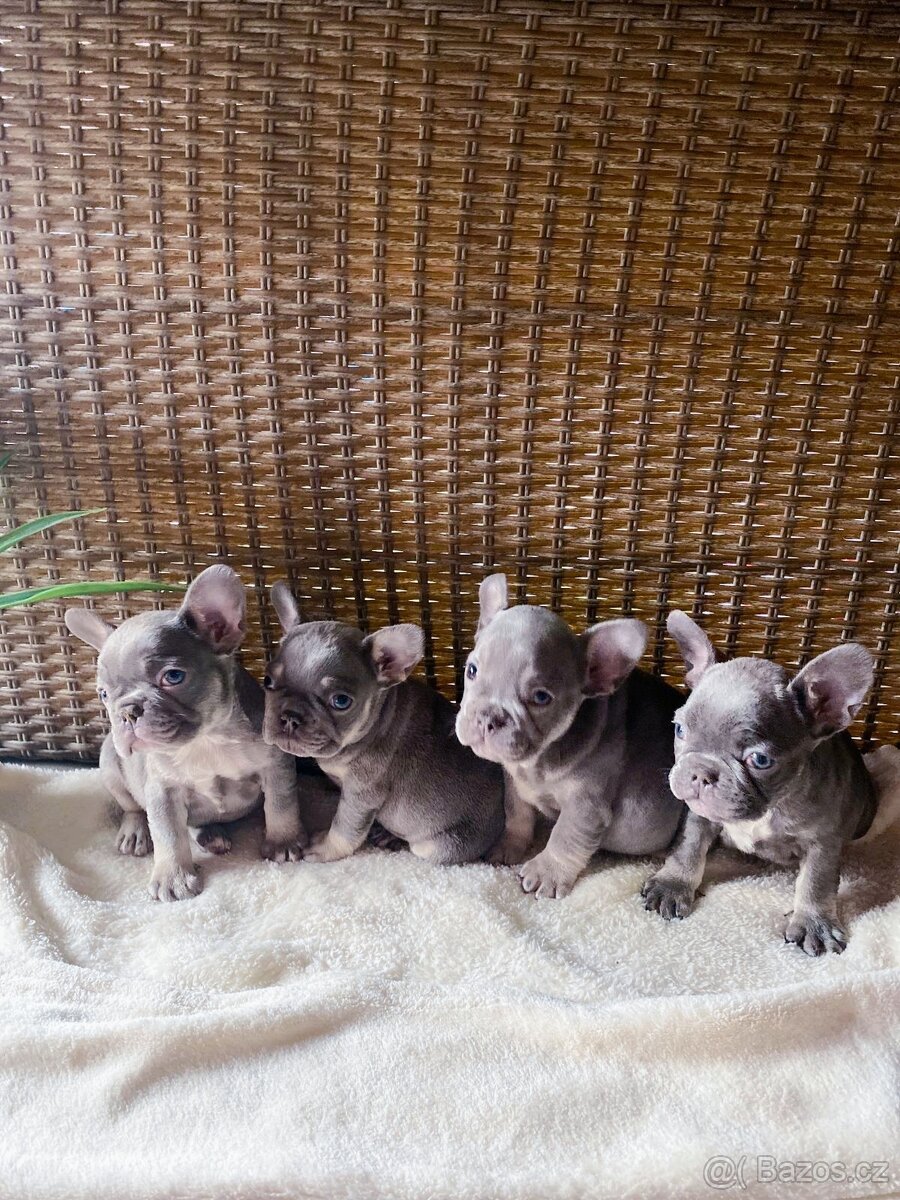 Francouzský buldoček barvě modré 🩵 - 4