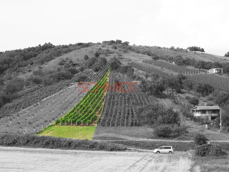 Vinice v Kobylí s možností vybudovat sklípek - 4