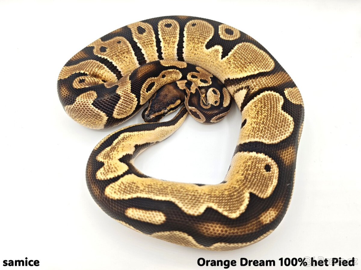 Krajta královská (Python regius) - 4