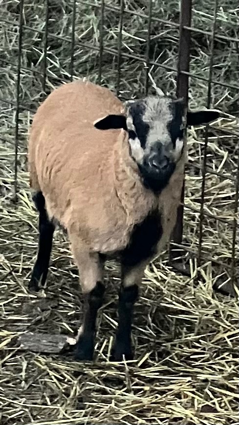 Kamerunský beránek - 4