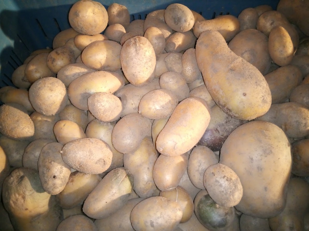 Brambory na uskladnení - 4