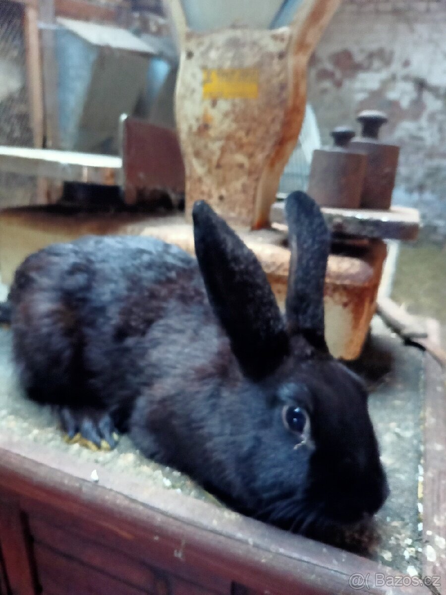 Prodej králíků 350 Kč - 4