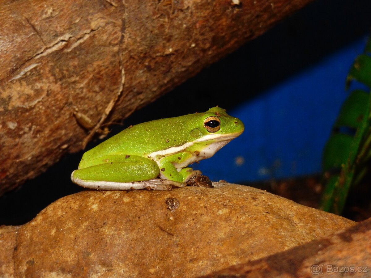 Rosnička karolínská (Hyla cinerea) - 4