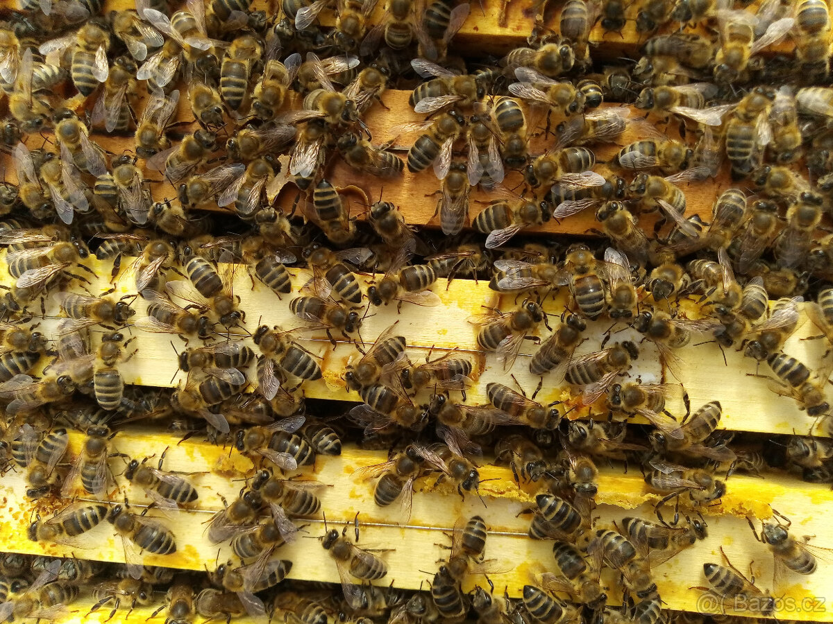 Vyzimovaná včelstva/oddělky - 4