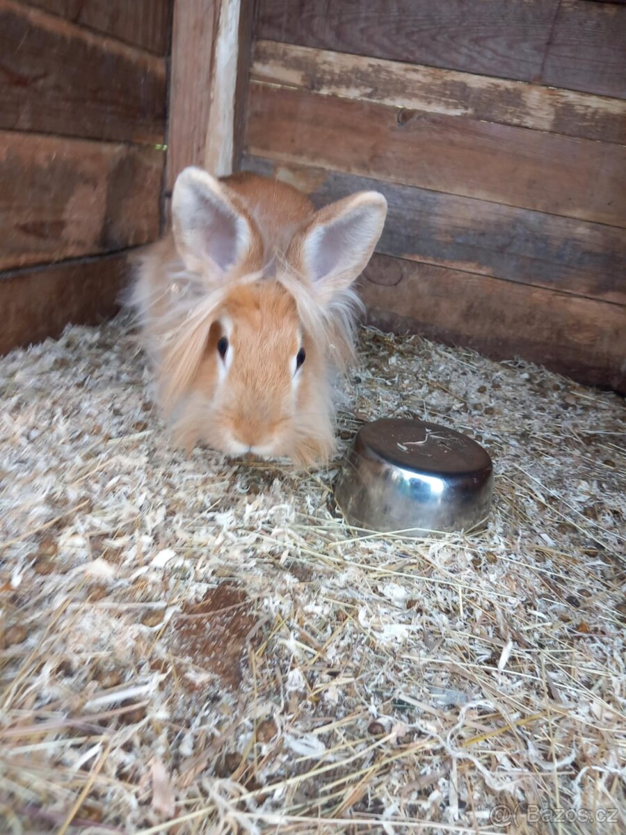 Zakrslý králík - 4