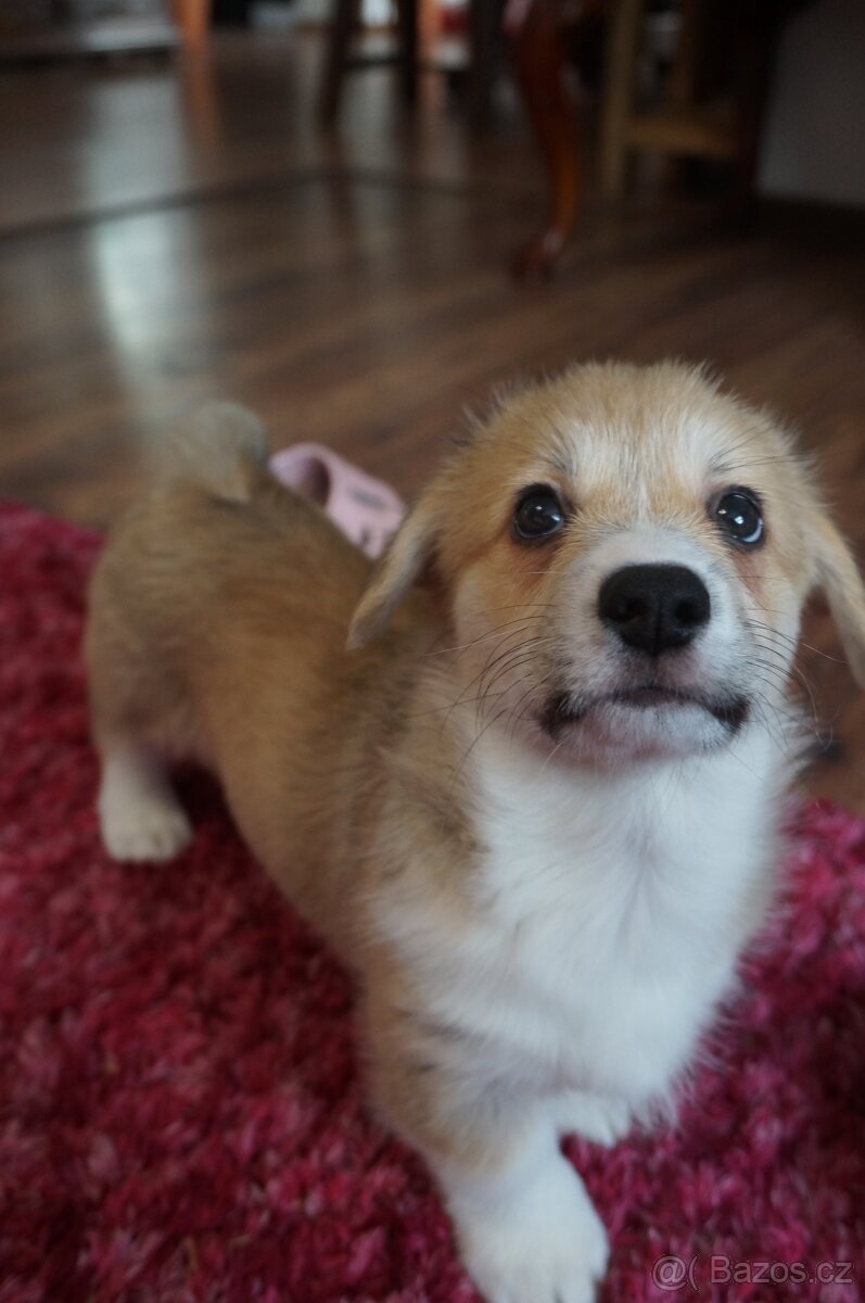 Welsh Corgi Pembroke - 4