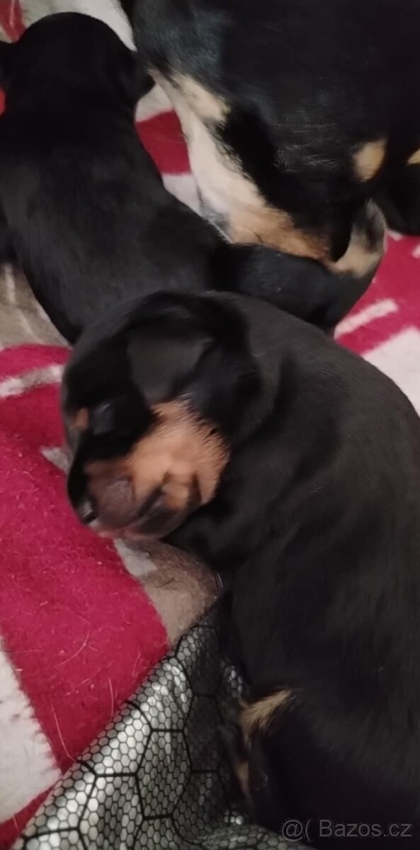 Křížený Pražský krysařík - 4