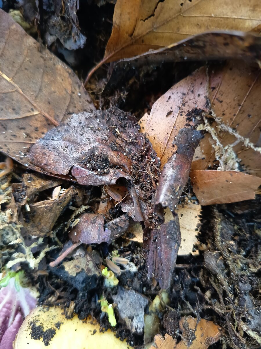 Prodej chvostoskoků a isopodů - 4