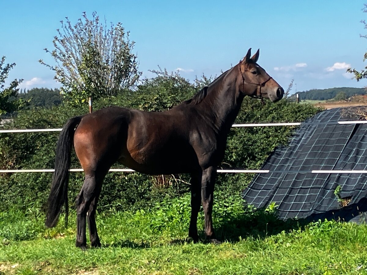 Skokově nadaná klisna po Chico´s Boy - 4