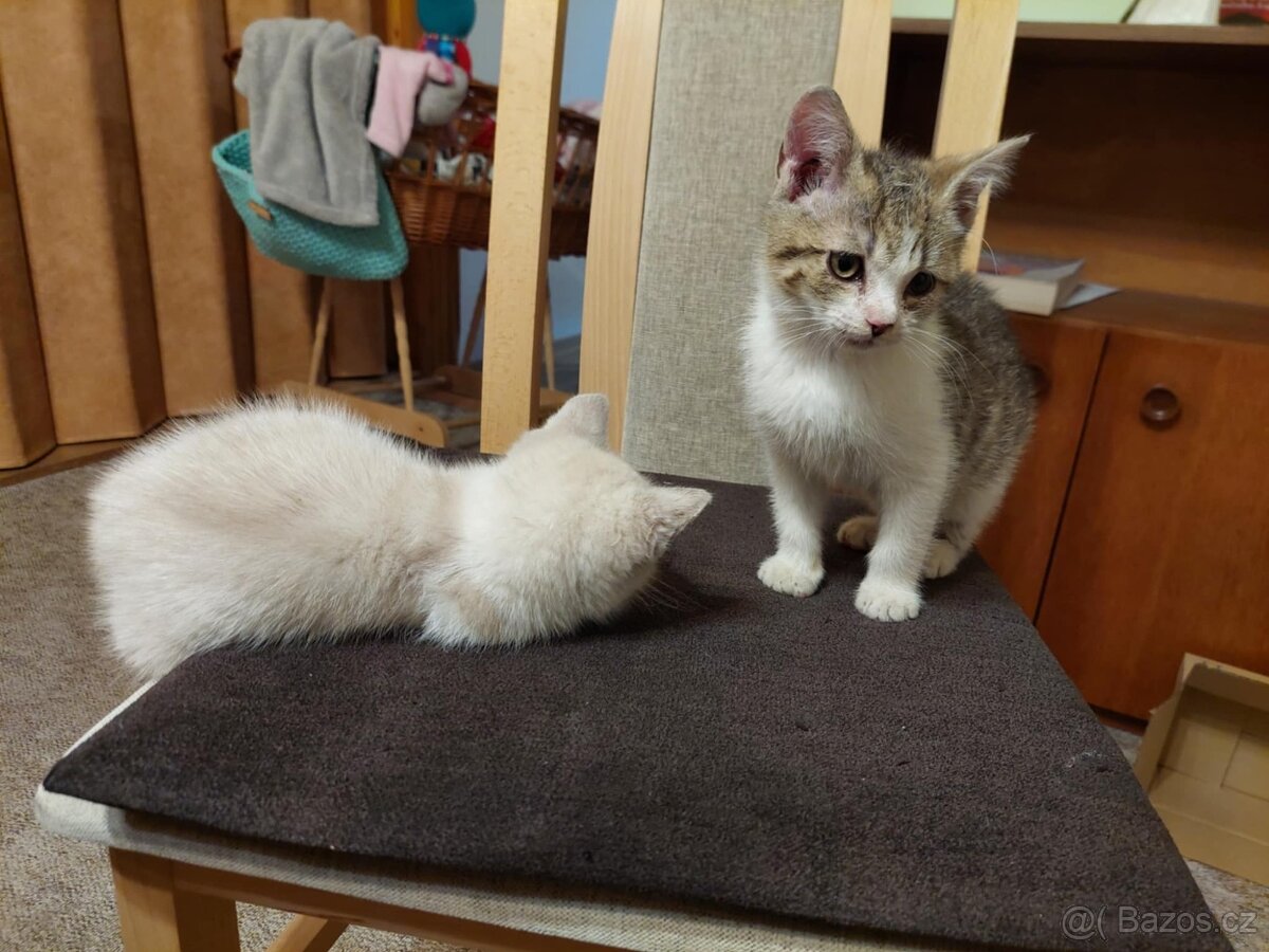 Hravé koťátka - 4