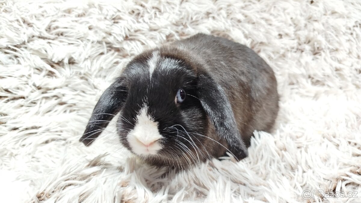 Zakrslý beránek, králíček, králík - 4