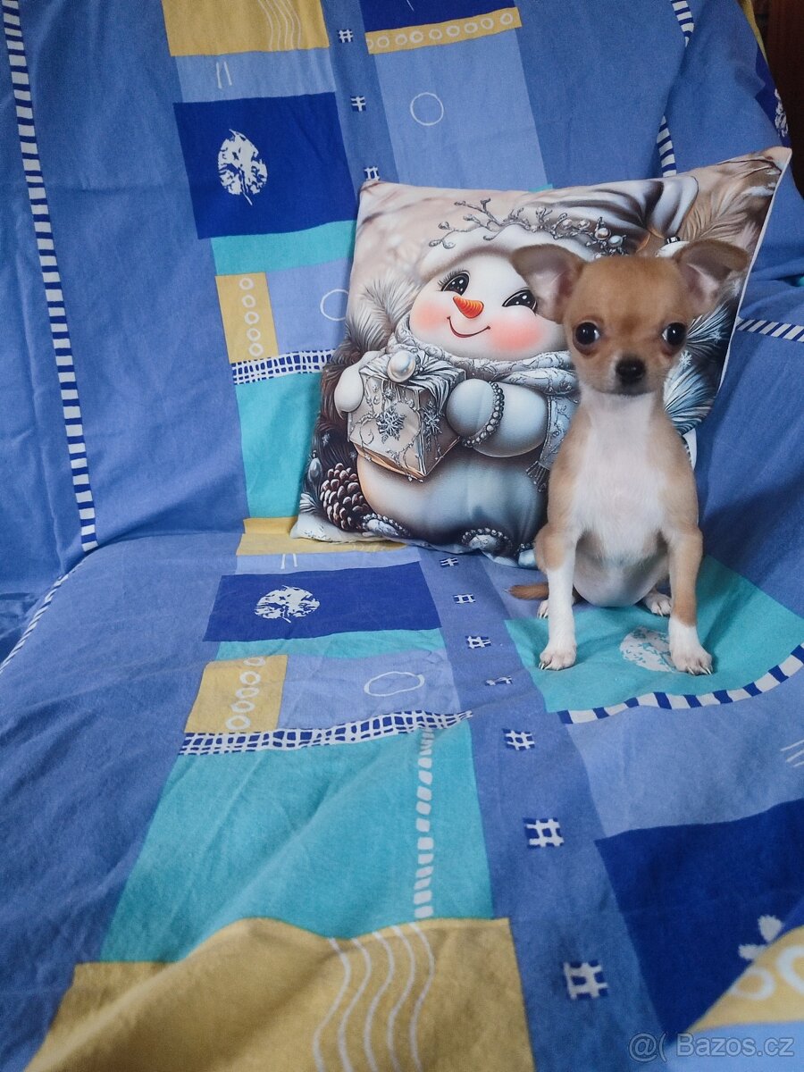 Čivava krátkosrstá - 4