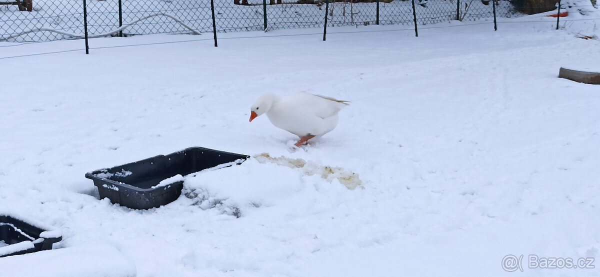Husa česká - chovná s PP - 4