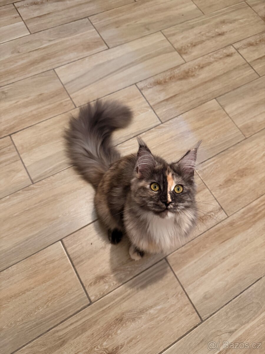 Mainská mývalí s PP - 4