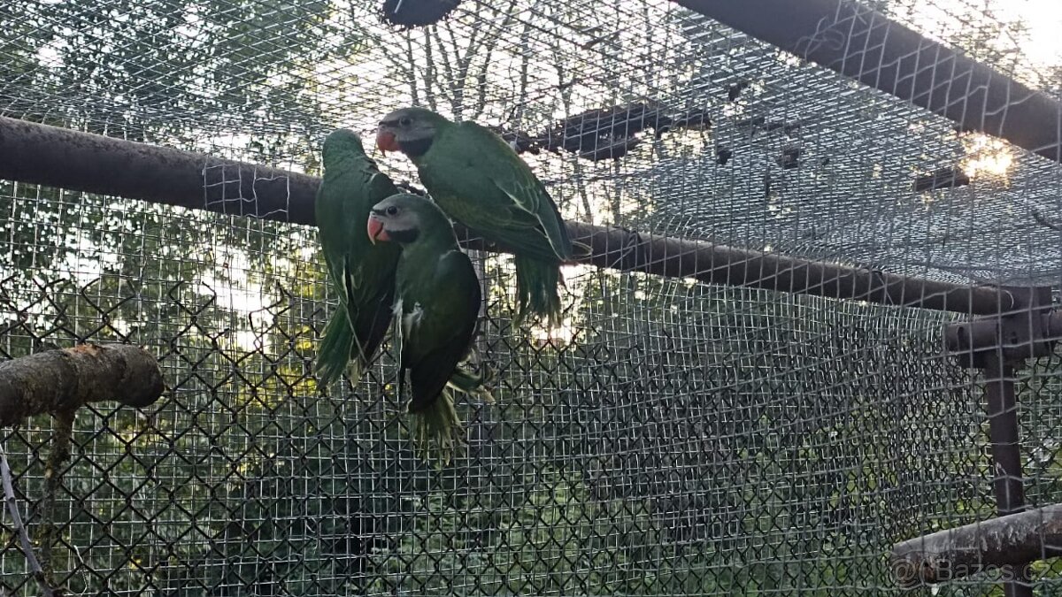 Prodám Alexandr růžový vousatý - 4