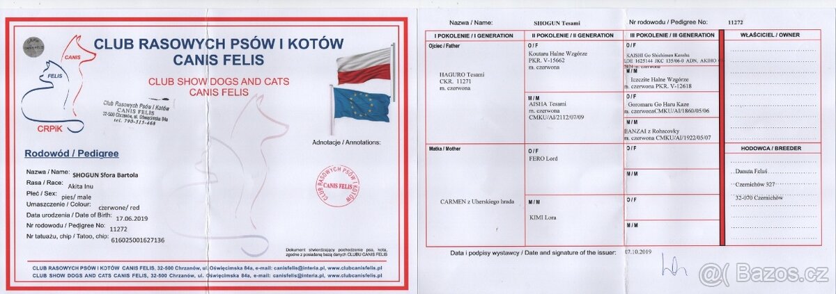 Nádherný pes Akita inu krytí - 4