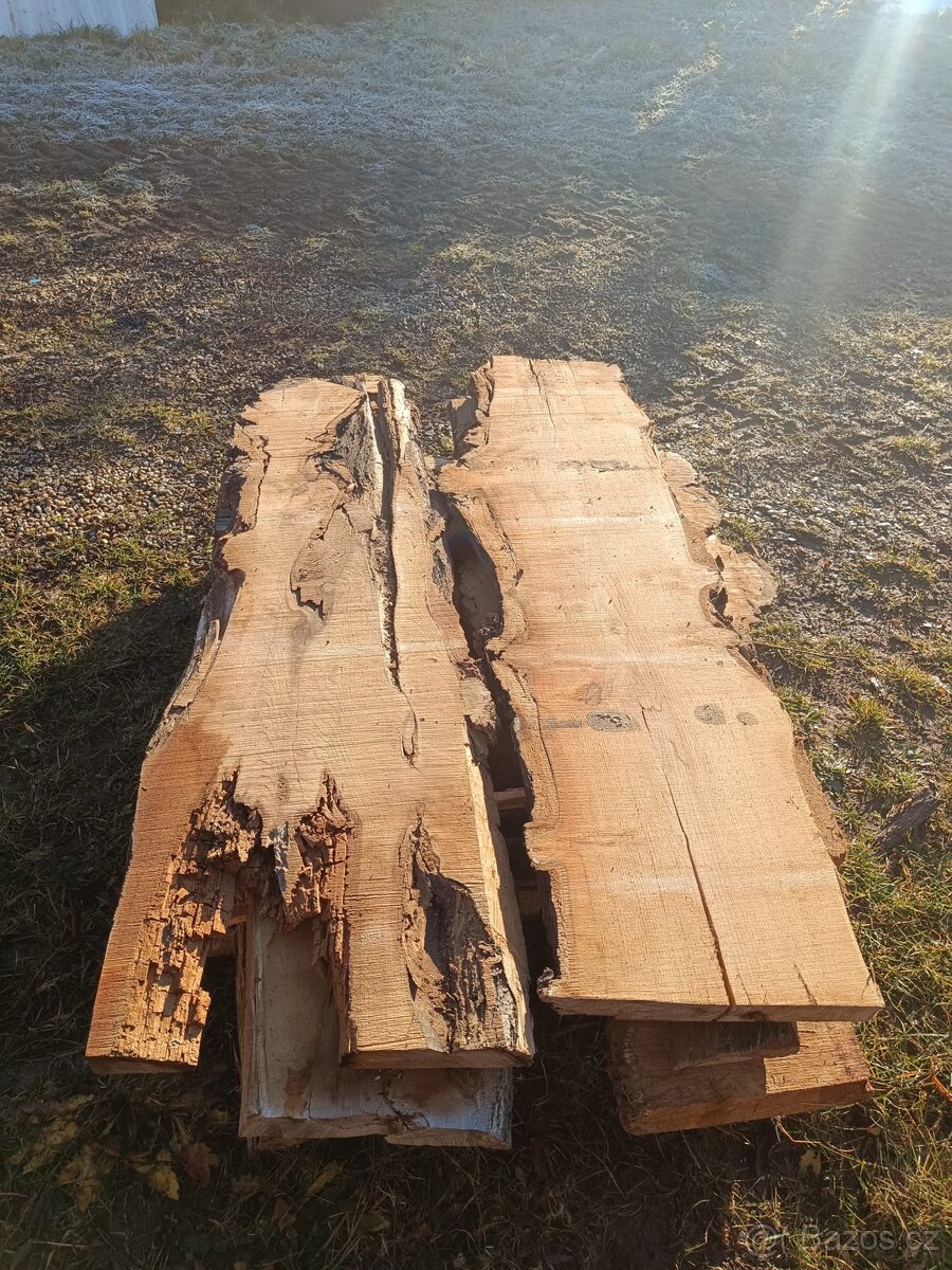 Fošny akátu 55-50mm na epoxid - 4