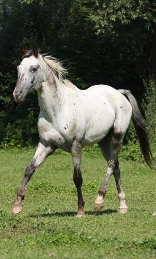 Prodám atraktivní mladou klisnu - 4