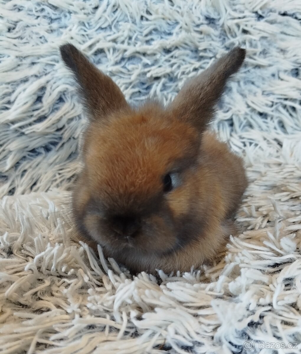 Minilop - anglický zakrslý beránek s VP - 4