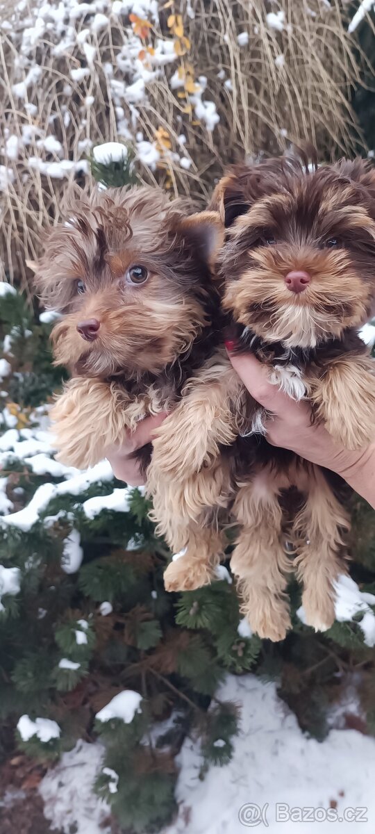 Jorkširský teriér s pp - 4