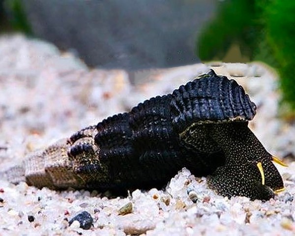 Šnek Tylomelania - 4