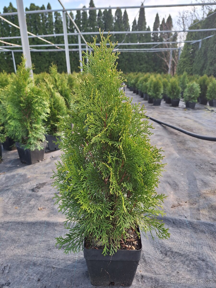 Thuje smaragd (tuje) - 4