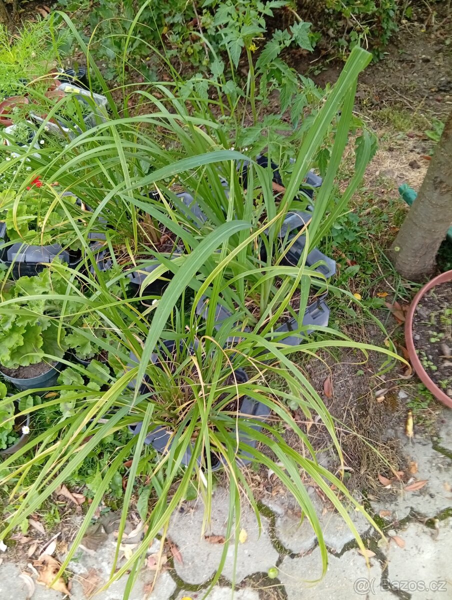 Ptačí zob na živé ploty,SAZENICE ROSTLIN - 4