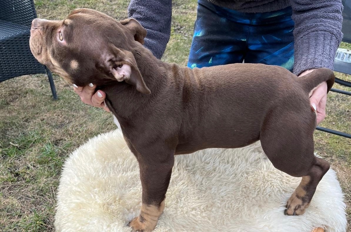 American Bully Micro/exotik s PP i bez PP - 4