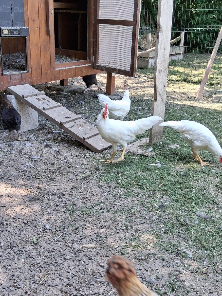 Kohoutci leghorn - 4