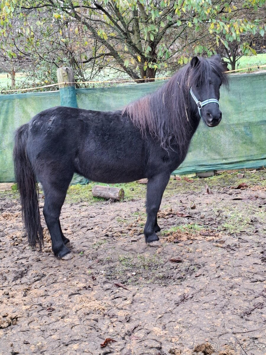 Klisna pony - 4