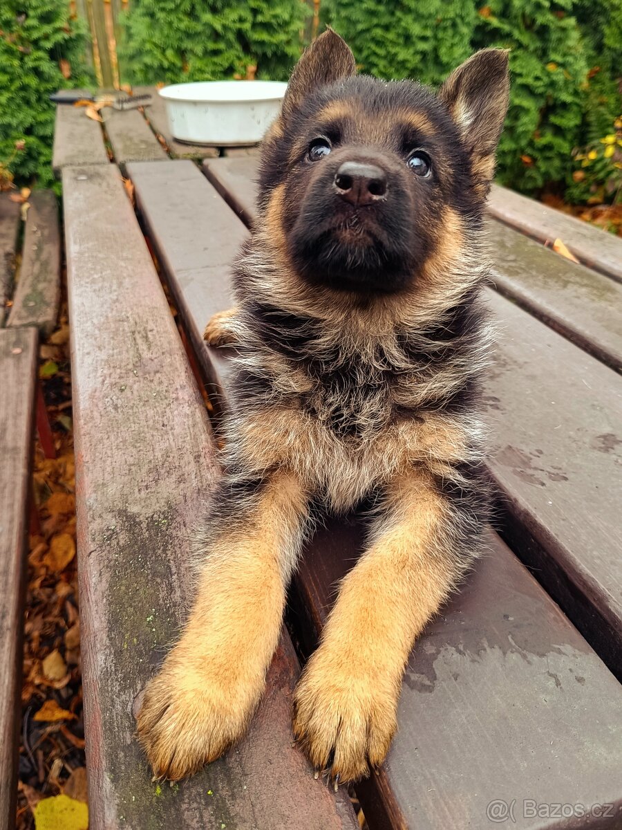 Německý ovčák s PP - 4