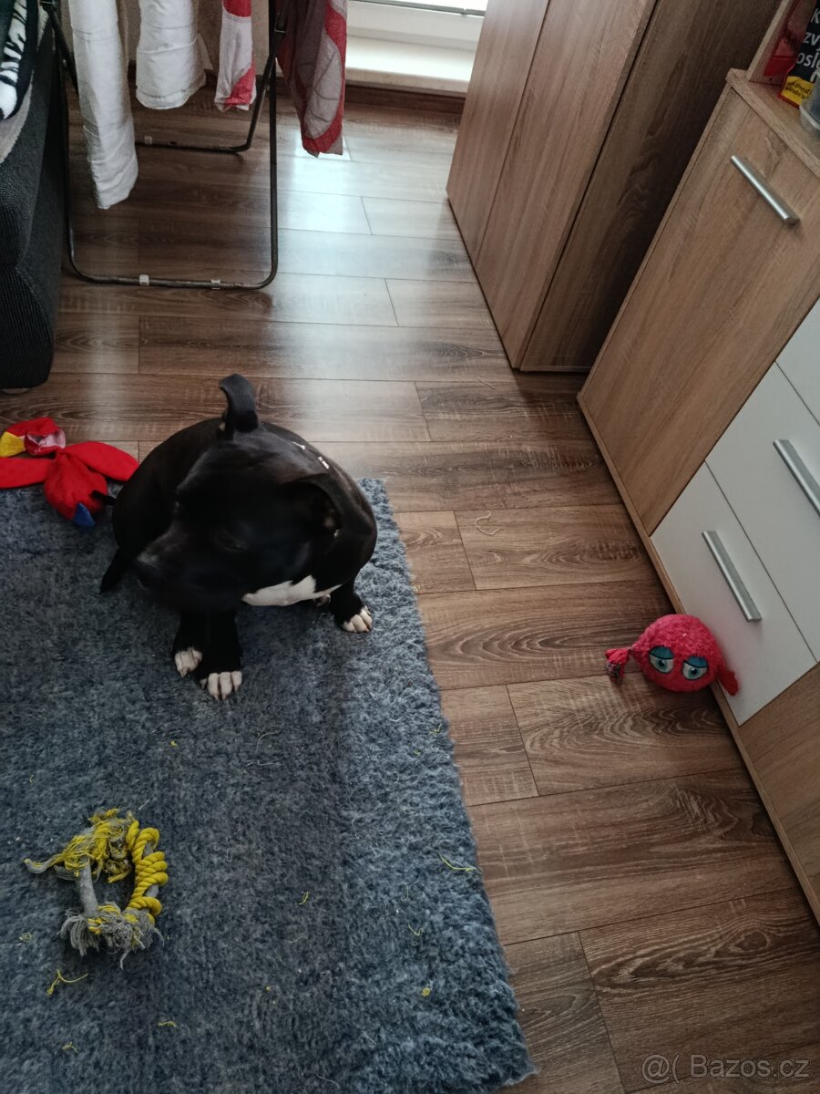 Prodám americký bul XL - 4