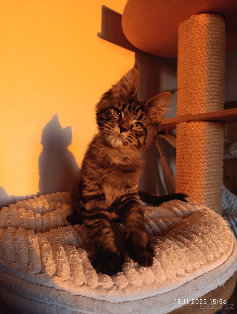 Mainská mývalí koťátka s PP - 4