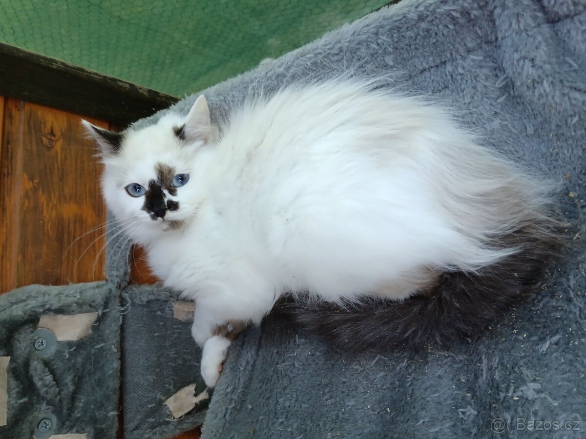 Sibiřská kočka něvská maškaráda - 4
