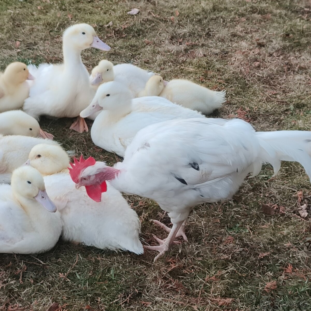 Prodám hodného kohoutka - 4