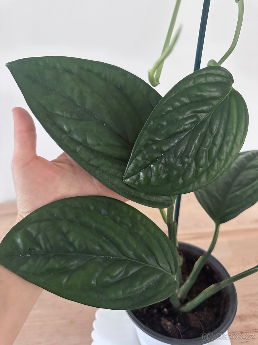 Monstera karstenianum 'Peru' - 4