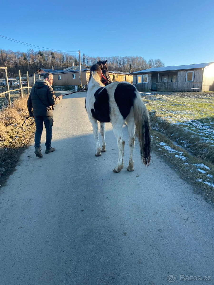 Nabízím k prodeji klisnu BAROCK PINTO - 4