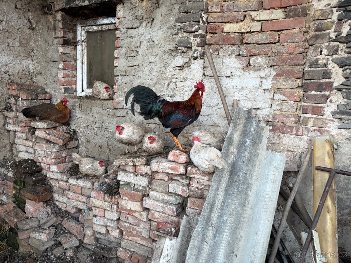 Prodám mladé kohouty. - 4