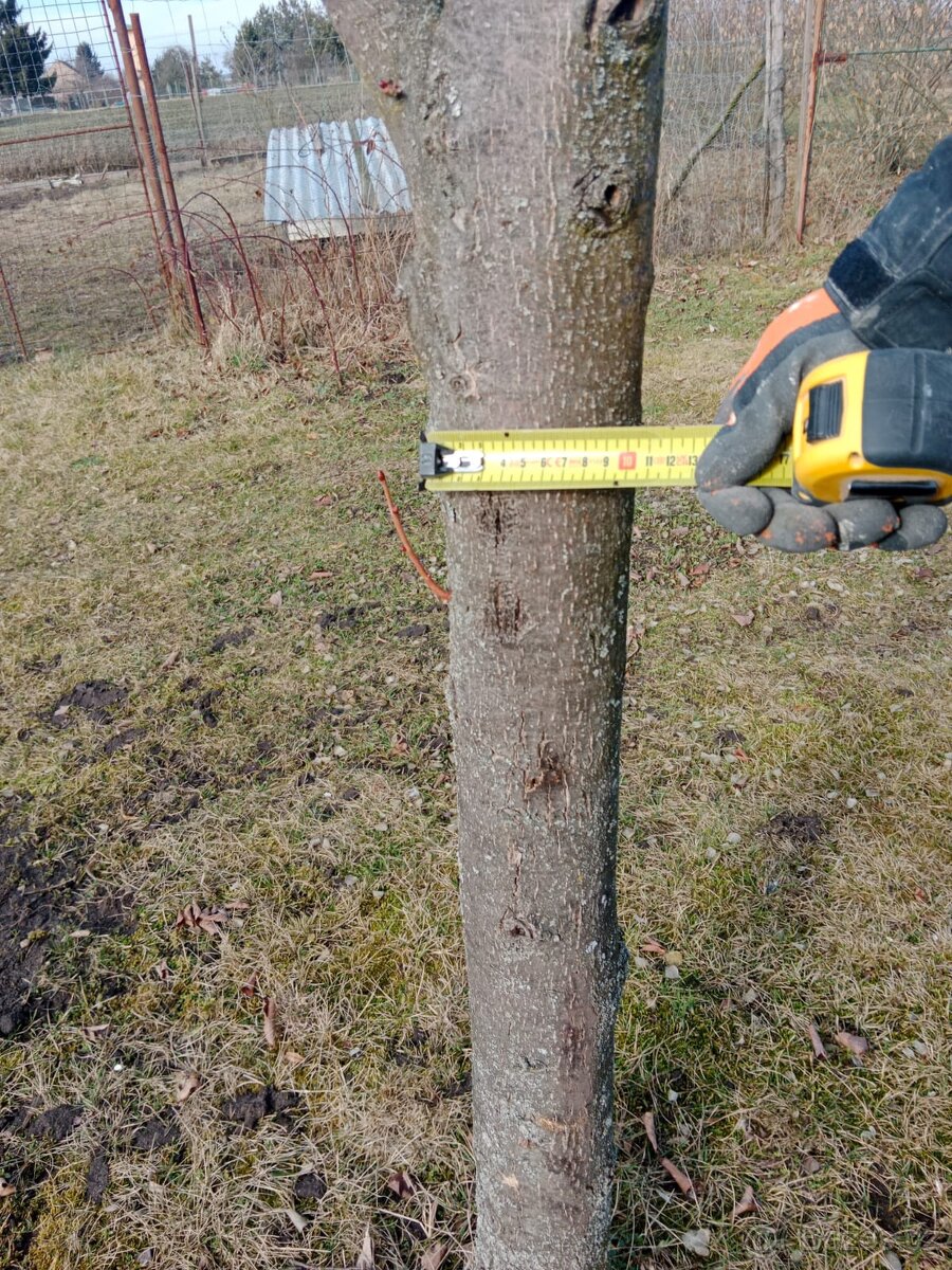 VZROSTLÉ STROMY LÍPA - 4