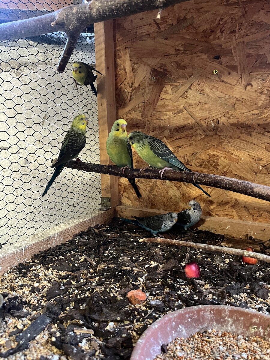 Andulka blackwing - 4