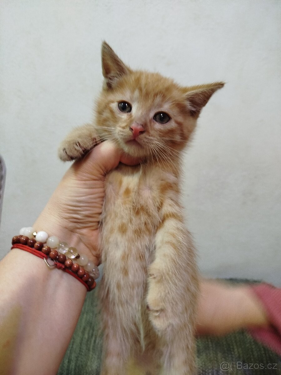 Koťátka - 4