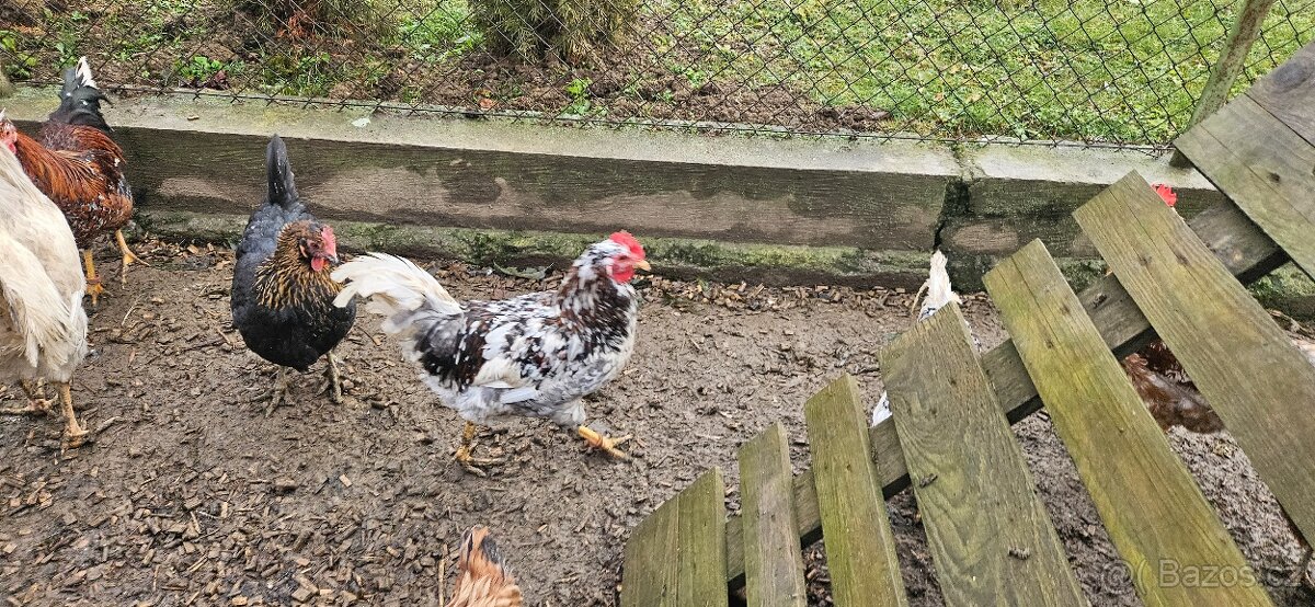 Kohouti (švédská květina) - 4