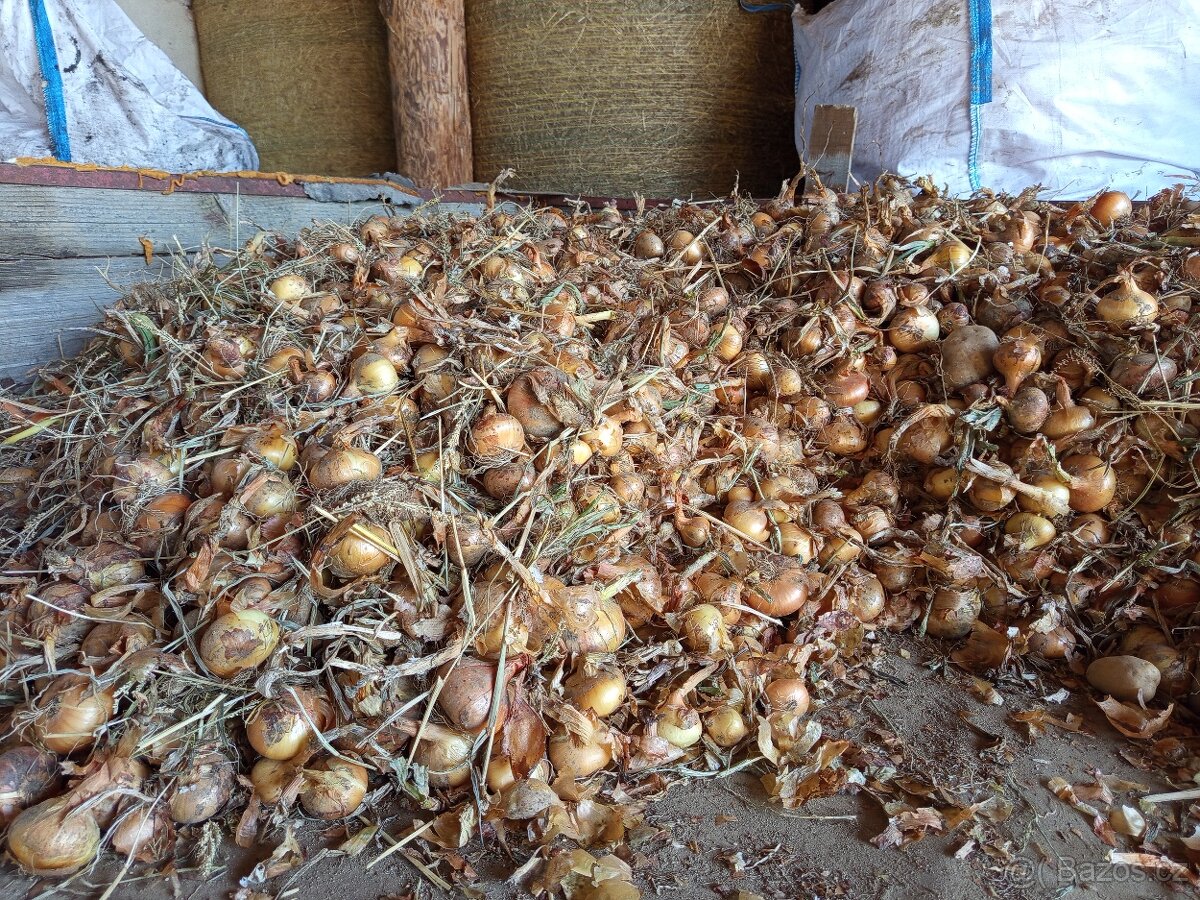 Cibule Stuttgart - 4