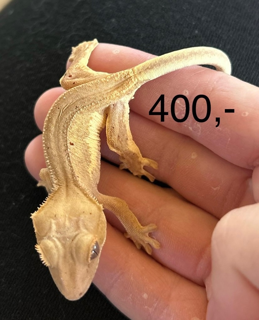 Pagekon řasnatý - 4