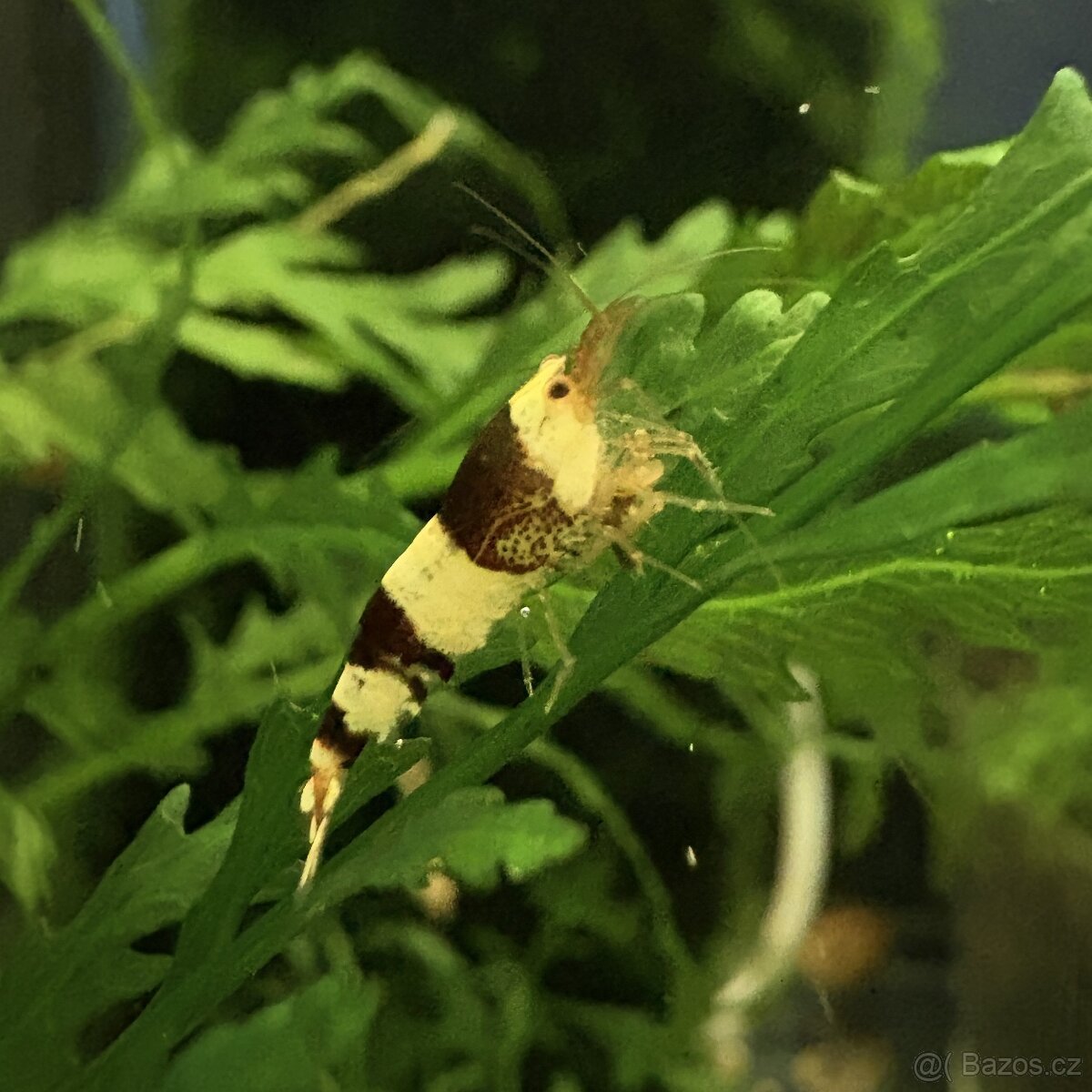 Krevetky Caridina Crystal Red & Black - 4