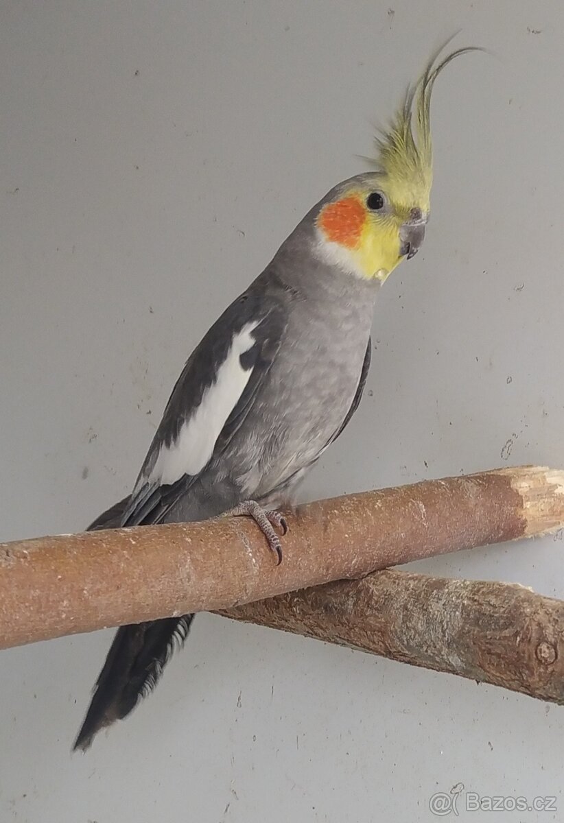 Nabízím korely - 4